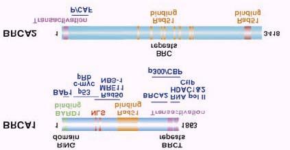 Στο BRCA2 δεν υπάρχουν αντίστοιχες RING και BRCT περιοχές ενώ υπάρχει NLS περιοχή, στο καρβοξυτελικό άκρο σε περιοχή όπου δεσµεύεται και η πρωτεΐνη Rad51 (σχήµα 2.4).