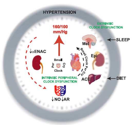 CIRCADIAN CLOCK SYSTEM & HIGH NOCTURNAL BP Τα γενετικά συστατικά του κιρκάδιου ρολογιού διαδραματίζουν καίριο και ουσιαστικό ρόλο στην ρύθμιση της ΑΠ Αφαίρεση του υπερχιασματικού πυρήνα ή αποκοπή