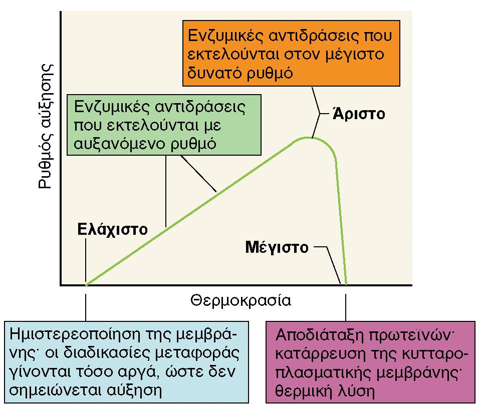 ΕΠΙΔΡΑΣΗ ΤΗΣ ΘΕΡΜΟΚΡΑΣΙΑΣ ΣΤΟΝ ΡΥΘΜΟ ΑΥΞΗΣΗΣ θεμελιώδεις θερμοκρασίες Εικόνα 6.