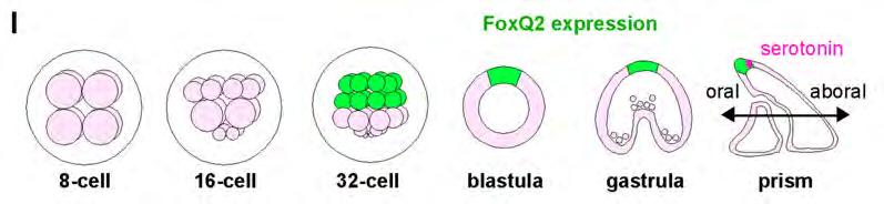 (J O) foxq2 expression in D-cadherin-injected (J, L, and N) and normal (K, M, and O) embryos. (J and K) DIC images of 3- day embryos.