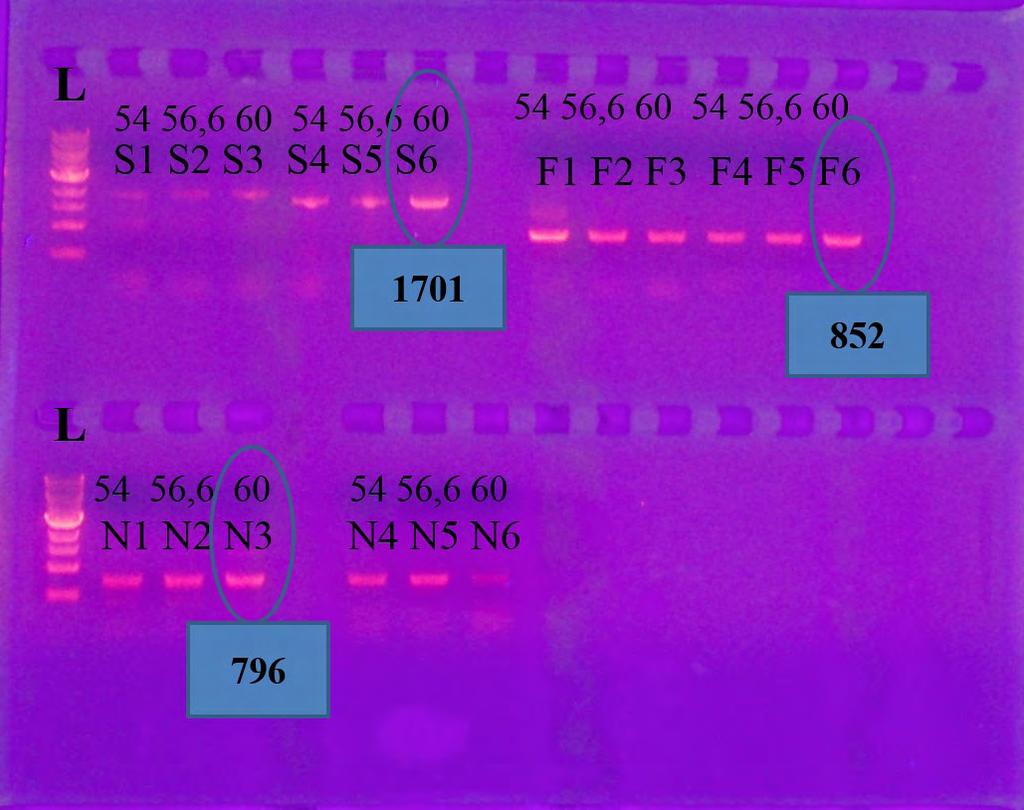 5 Αποτελέσματα 5.1 Αποτελέσματα RT-PCR Στόχος, λοιπόν της εργασία είναι να οδηγηθούμε σε επιτυχή παρατήρηση της έκφρασης των γονιδίων Six3, FoxQ2 και Nkx2.