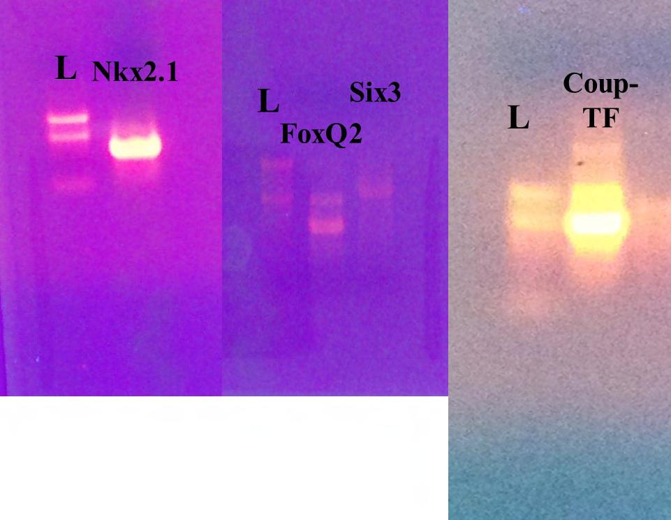 5.4 In vitro μεταγραφή Με in vitro μεταγραφη δημιουργήσαμε ιχνηθετές RNA κατάλληλους με σκοπό τον εντοπισμό τους στα διάφορετικά αναπτυξιακά