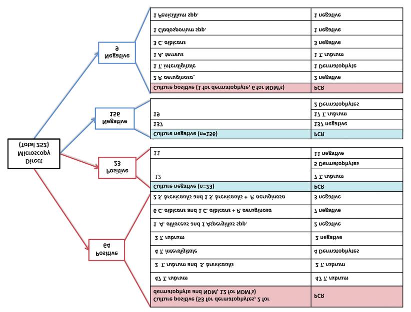 EVALUATION OF A MULTIPLEX-PCR-BASED METHOD FOR THE RAPID IDENTIFICATION OF DERMATOPHYTES IN NAIL SPECIMENS FROM PATIENTS WITH SUSPECTED ONYCHOMYCOSIS Figure 1 Performance of direct microscopy,