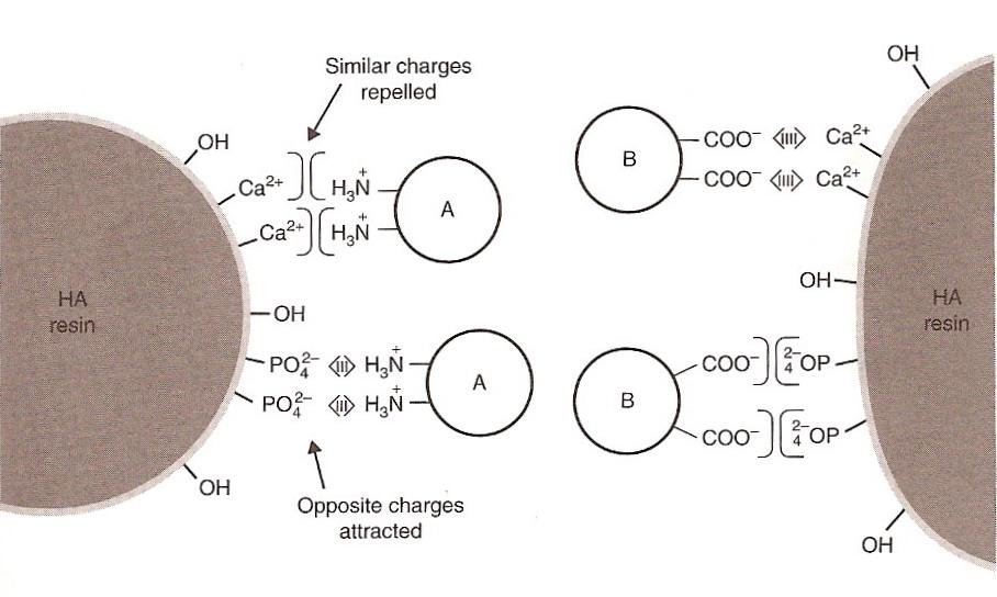 Μέθοδοι οµάδων και των κατιόντων ασβεστίου µε τις καρβοξυλικές οµάδες της πρωτεΐνης εµφανίζονται αρκετά ισχυρότερες από µία απλή ηλεκτροστατική έλξη (Bonner, 2007).