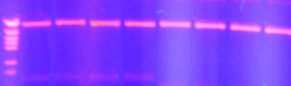 Αποτελέσµατα Στη συνέχεια, το κατάλληλα επεξεργασµένο πλασµίδιο ppiczaa, και τα δύο cdna ενθέµατα προϊόντα των PCR Α και PCR B (Πίνακας 1 και 2), συνδέθηκαν παρουσία Τ4 DNA λιγάσης ( 4.9.