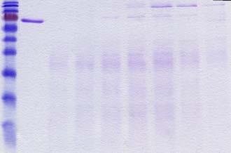 8 9 35 Εικόνα 61: SDS-PAGE µετά από χρώση µε Coomassie blue, 1: µάρτυρας µαζών πρωτεϊνών, 2: αλβουµίνη 10µg, 3: Β4, 4: B5, 5: B6, 6: B7,