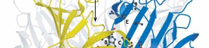 Όπως έχει προαναφερθεί η AChΒΡ είναι οµοπενταµερής πρωτεΐνη, αποτελούµενη από µία Ν-τελική α-έλικα και δέκα β-πτυχωτές επιφάνειες (Brejc et al., 2001).