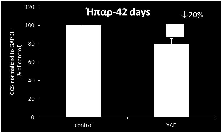 Στο ήπαρ, παρατηρήθηκε μείωση στα πρωτεϊνικά επίπεδα της GCS τόσο στις 42 όσο και στις 70 ημέρες, στην ομάδα προβάτων που είχαν τραφεί με ΥΑΕ σε σχέση με την ομάδα control, κατά 20 % και 37,5 %