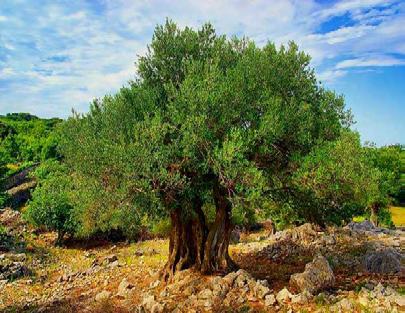 1. Εισαγωγή 1.1. Ελιά Η ελιά (Olea europaea) είναι ένα αειθαλές δέντρο της οικογένειας των Ελαιοειδών (Oleaceae) που ευδοκιμεί στη Μεσόγειο, την Ασία και την Αφρική.