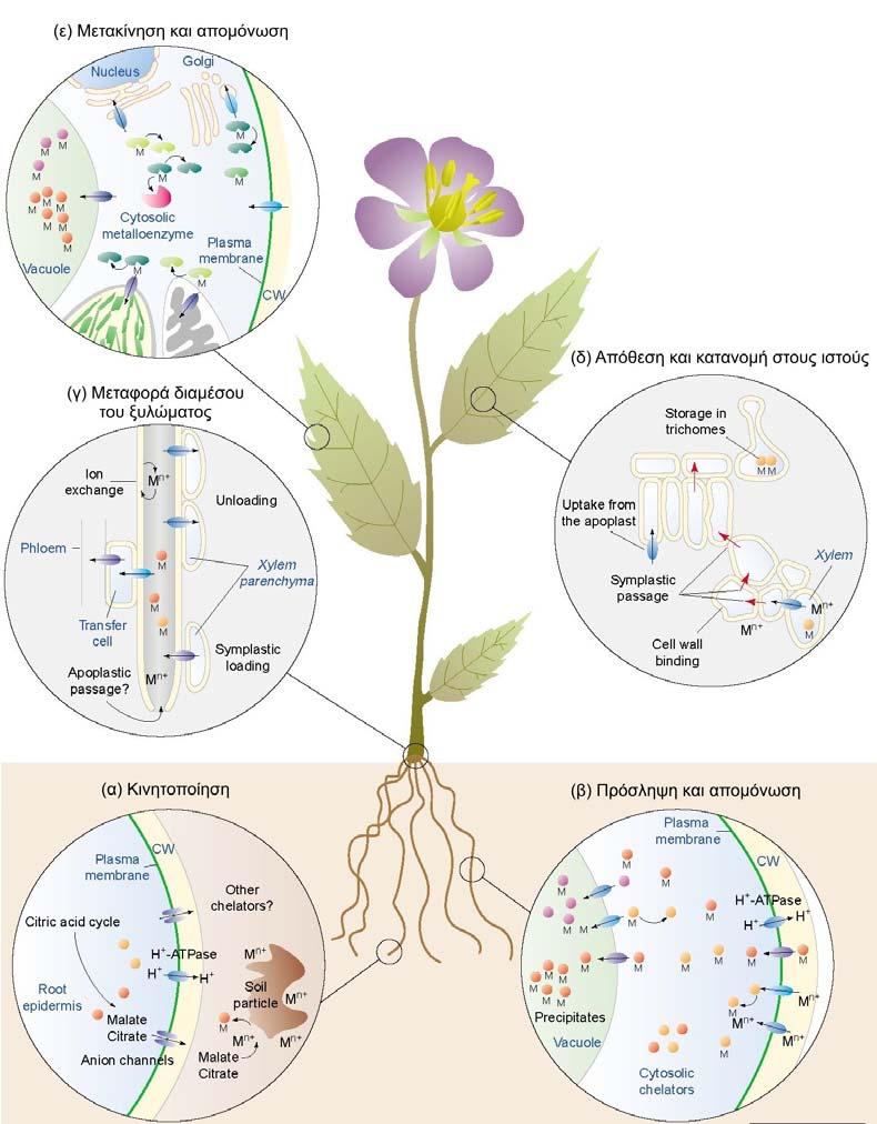 Εικόνα 3. Μοριακοί µηχανισµοί που θεωρείται ότι σχετίζονται µε τη συσσώρευση µετάλλων στα φυτά.