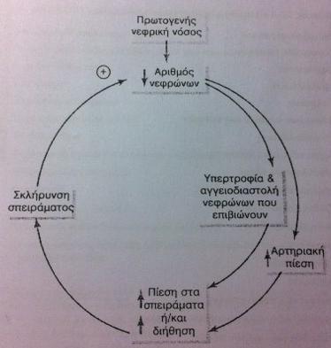 Οι λειτουργικές μεταβολές του νεφρού μπορεί να οδηγήσουν σε