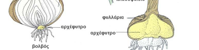 Κλαδώδια, αφομοιωτικά όργανα που μοιάζουν με φύλλα,,