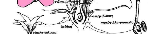 (μικροσποριάγγειο) ρ ρ Καρπόφυλλα (Γυναικείο) (σποριόφυλλα) Ωοθήκη