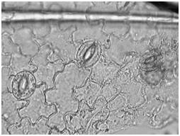 Στην επιδερμίδα των φύλλων σχηματίζονται ειδικές κατασκευές, τα στόματα (εικόνα 1) με τις οποίες το φύλλο πραγματοποιεί τις ανταλλαγές αερίων: διοξειδίου του άνθρακα (CO 2 ), οξυγόνου (Ο 2 ) με τη