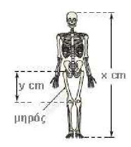 GI_A_ALG_4_750 Οι ανθρωπολόγοι για να προσεγγίσουν το ύψος ενός ενήλικα, χρησιµοποιούν τις παρακάτω εξισώσεις που παριστάνουν τη σχέση µεταξύ του µήκους y (σε cm) οστού του µηρού και του ύψους x (σε