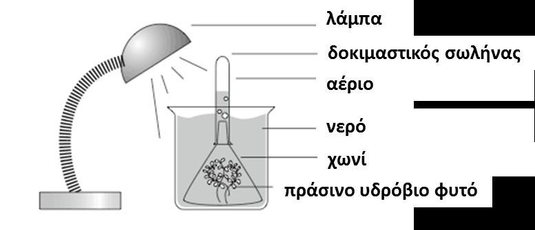 26. Στην Εικόνα 16 παρουσιάζεται ένα πείραμα φωτοσύνθεσης με ένα υδρόβιο φυτό. Ποιο αέριο προσλαμβάνει το φυτό και πιο αέριο απελευθερώνεται στον δοκιμαστικό σωλήνα; Εικόνα 16 A.