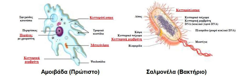 Στην πιο κάτω Εικόνα 10 φαίνονται ένα κύτταρο αμοιβάδας και ένα κύτταρο σαλμονέλας. Ποια από τις πιο κάτω δηλώσεις περιγράφει ορθά τα δύο κύτταρα; Εικόνα 10 A.