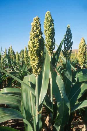 Tritikale (slika 3.19.) je žitarica dobijena križanjem pšenice i raži.