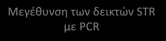 Διαχωρισμός και ανίχνευση των προϊόντων της PCR (STR αλληλόμορφα) Προσδιορισμός του