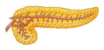 φυσιολογία β α Πάγκρεας Έντερο
