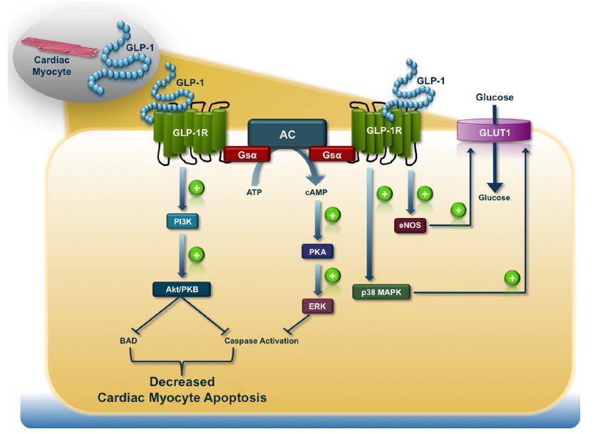 GLP-1R-dependent intracellular signal transduction pathways in the cardiomyocyte