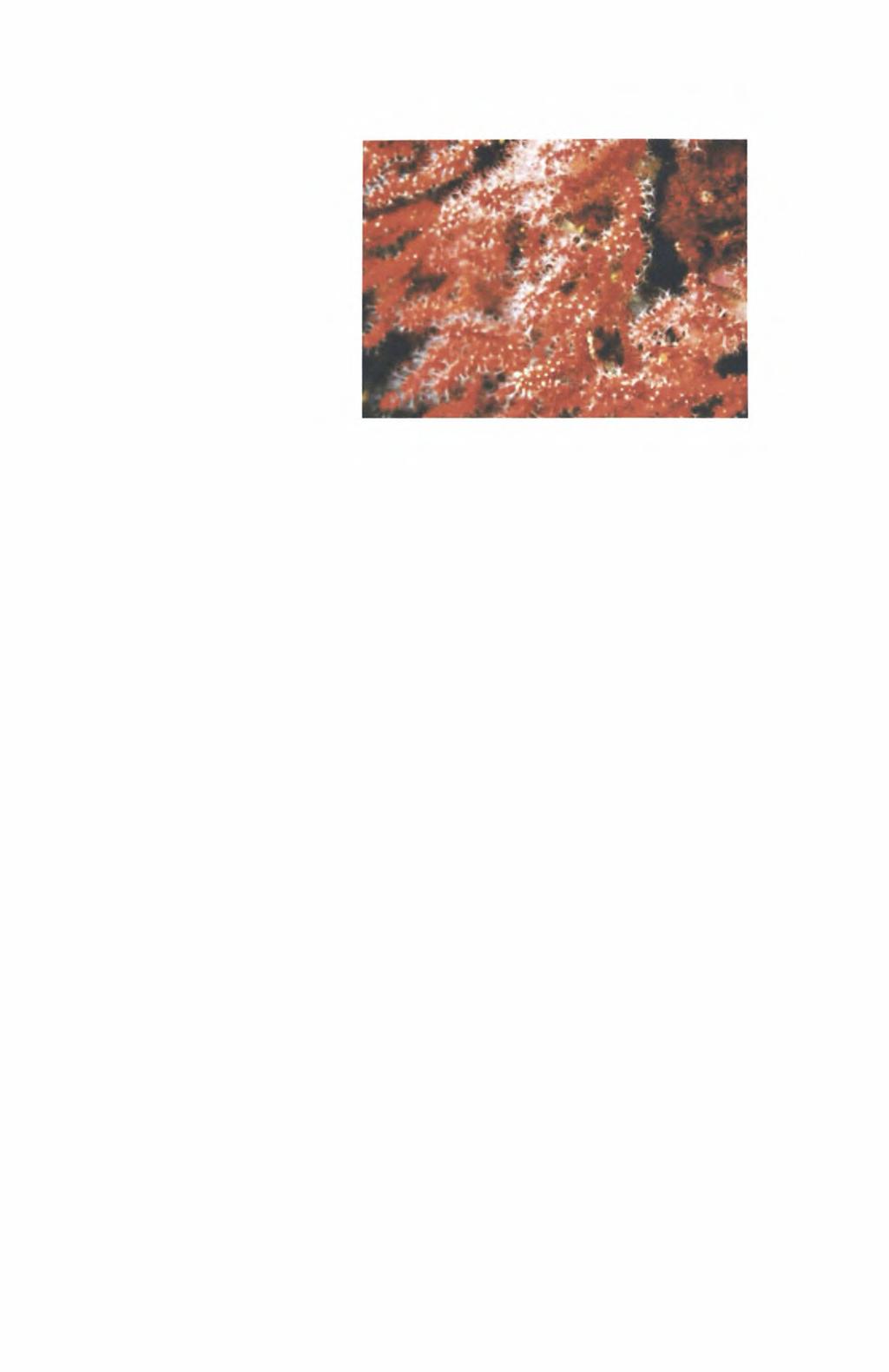 11 Πιο συγκεκριμένα, ως κοράλλι ορίζεται ένας πολύποδας (Εικ. 1) που ζει μόνος ή σε αποικίες και καλύπτεται από μαλακό ή σκληρό εξωσκελετο διατηρώντας όμως τη γενική του δομή απλή.