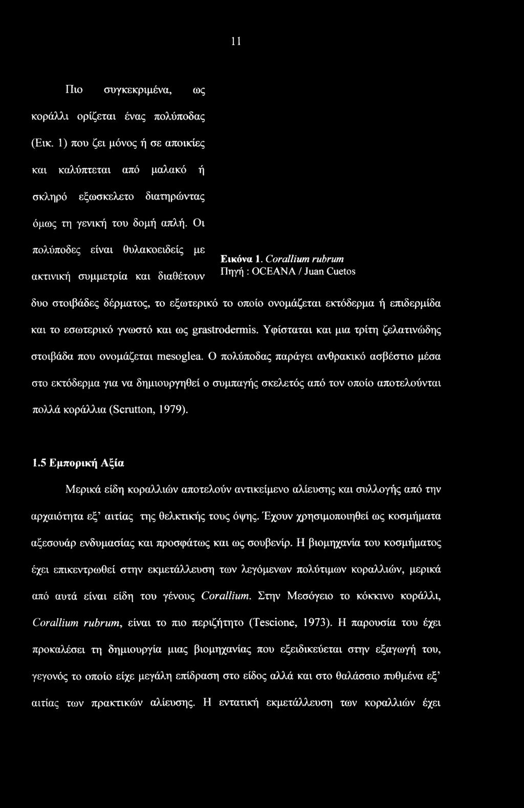 Ο πολύποδας παράγει ανθρακικό ασβέστιο μέσα στο εκτόδερμα για να δημιουργηθεί ο συμπαγής σκελετός από τον οποίο αποτελούνται πολλά κοράλλια (Scratton, 19