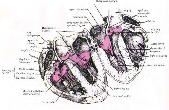Σχήμα Δ1: Απεικόνιση μιας καρδιάς που έχει διατμηθεί καθέτως προς το μέσο μεσοκοιλιακό διάφραγμα, Αρχές Φυσιολογίας Robert M. Berne, Matthew N. Levy Δ - 2.