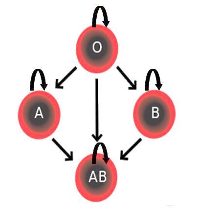 40. Ποια από τις παρακάτω δηλώσεις, Α-Ε, ισχύει για τη στεφανιαία κυκλοφορία; A. Η στεφανιαία κυκλοφορία έχει ως σκοπό τη μεταφορά οξυγόνου και θρεπτικών ουσιών σε όλα τα κύτταρα του σώματος B.