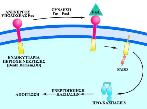 27 κασπάσης-8, οπότε η ενεργοποιημένη κασπάση-8 ενεργοποιεί στη συνέχεια τις εκτελεστικές κασπάσες -3, -6 και -7, ενισχύοντας έτσι το αποπτωτικό σήμα (Εικ. 4, 5 και 6) [87]. Εικόνα 4.