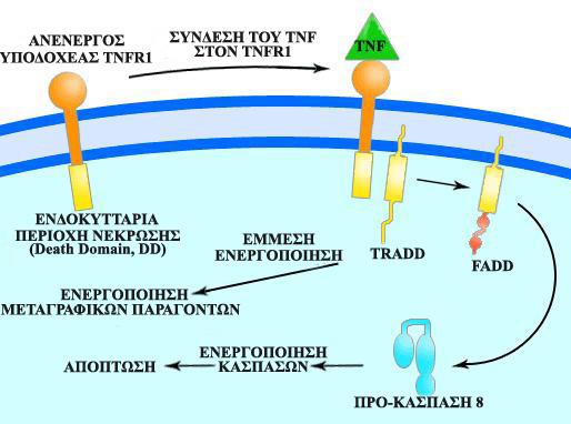 πρωτεΐνες IAPs (Inhibitor of Apoptosis Proteins) και η πρωτεΐνη cflip (cellular FADD-Like interleukin-1 β-converting enzyme like protease-inhibitory protein) (Borner C, 2003).