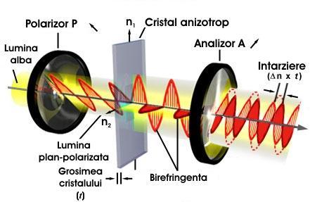 3. Lentila convergentă (condensorul) este o lentilă plan-convexă care poate fi scoasă sau introdusă în câmpul microscopului, având rolul de a concentra fascicolul luminos paralel ieşit din polarizor