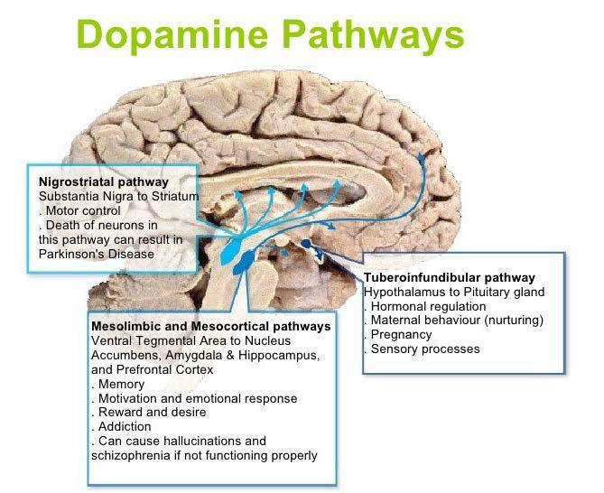 ΣΧΙΖΟΦΡΕΝΕΙΑ ΝΕΥΡΟΦΑΡΜΑΚΟΛΟΓΙΑ Υπόθεση Ντοπαμίνης. Αποτελεί τη βάση για τη φαρμακευτική θεραπεία.