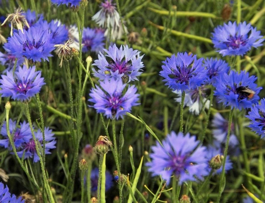 Γαλαζάκι (Centaurea cyanus) Δίνει ωραίο σε γεύση νέκταρ και γύρη και αρκετό διάφανο μέλι λεπτοκρύσταλλο με