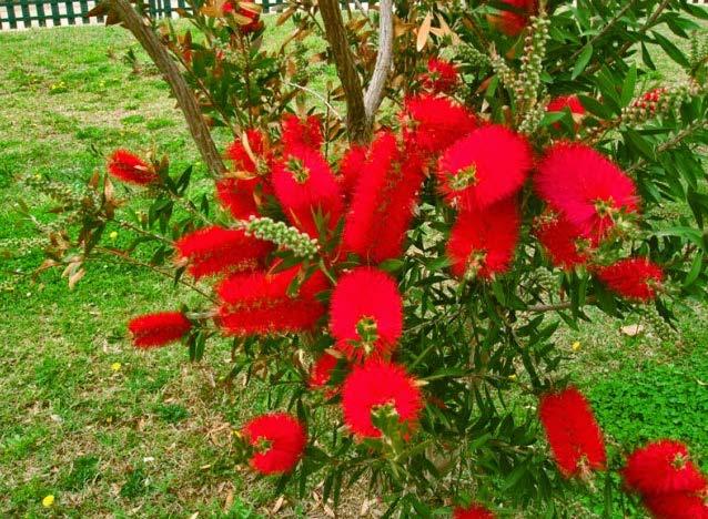 Καλλιστήμονας (Callistemon citrinus) Είναι ένα πολύ καλό μελισσοκομικό φυτό για αυτούς που έχουν τα μελίσσια τους κοντά σε