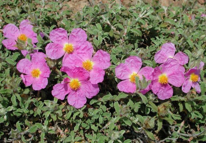 Λαδανιά Κιστός, Αγκατσαριά (Cistus cretica), Οικογένεια: Cistaceae Η λαδανιά είναι ένα αειθαλές φρύγανο το οποίο από το Μάρτιο μέχρι τον