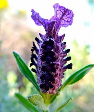 Λεβάντα Άγρια (Lavantulastoechas), οικογένεια: Lamiaceae (Labiatae), χειλανθή Αρωματικός πολυετής θάμνος πλούσιος σε αιθέρια έλαια που είναι επίσης και