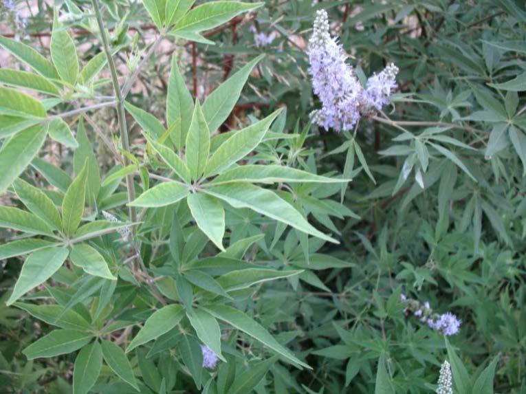 Λυγαριά Καναπίτσα (Vitex aqnus-castus L.) Φυλλοβόλος θάμνος με μπλε ή μοβ άνθη, με ύψος έως 4 μέτρα Ανθίζει τον Ιούνιο μέχρι τον Αύγουστο σε υψόμετρο από 0-650 m.