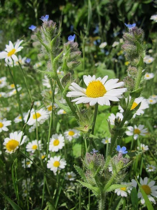 Μαργαρίτα (Anthemis arvensis) Πρόκειται για ετήσιο ποώδες βότανο. Χαρακτηρίζεται και σαν άοσμο χαμομήλι.