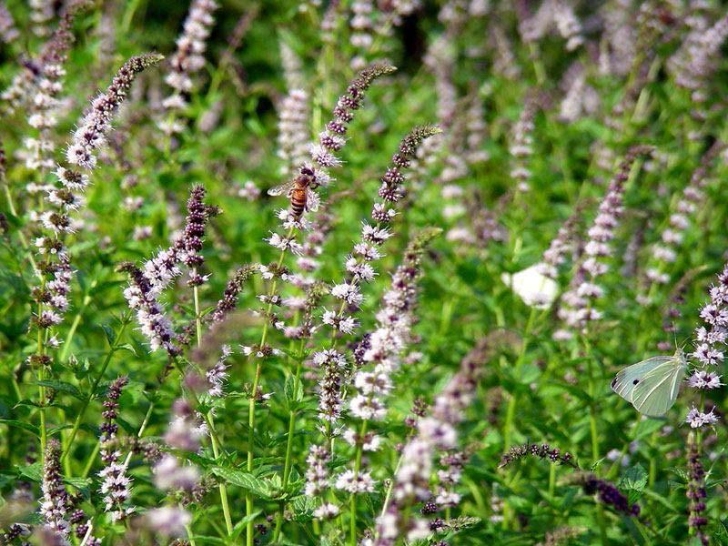 Μέντα Άγρια ή Δυόσμος (Mentha spicata) Ποώδες πολυετές αρωματικό φυτό με θαμνώδη ανάπτυξη που φτάνει σε ύψος έως 80