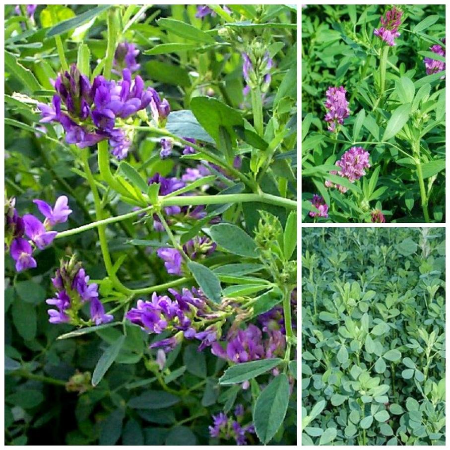 Μηδική (Medicago sativa) Ανθίζει από Ιούνιο μέχρι τα μέσα Σεπτεμβρίου.