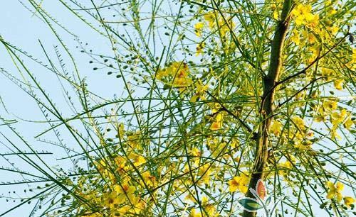 Παρκινσόνια (Parkinsonia aculeata) Φυλλοβόλο αγκαθωτό δέντρο ύψους 4-5 μ, με πράσινα, επιμήκη, σύνθετα φύλλα και