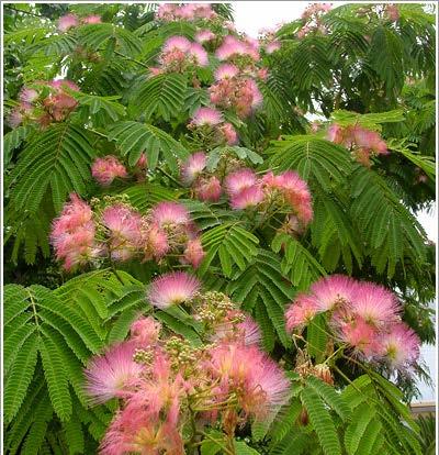 Ακακία Κωνσταντινουπόλεως, Ακακία η Ροδομέταξη Είναι φυτό υψηλής μελισσοκομικής αξίας αφού τα άνθη του είναι πλούσια σε νέκταρ.