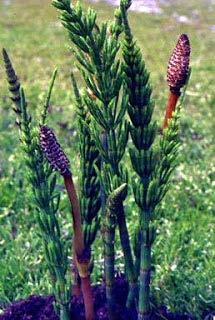 Πολυκόμπι (Polygonum aviculare) Ετήσιο (σπανίως διετές) ζιζάνιο, αυτοφυές σε όλη την Ηπειρωτική χώρα.