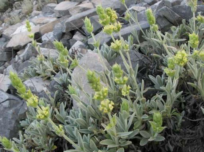 Τσάι του βουνού (Sideritis spp.) Πολυετής πόα, που αυτοφύεται σε υψόµετρο πάνω από 800 m.