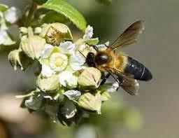 Bαλανιδιά - βελανιδιά - Δρυς χνοώδης (Quercus pubescens), Οικογένεια : Φηγίδες (Fagaceae) Ανθίζει αρχές Μαρτίου έως αρχές Απριλίου.