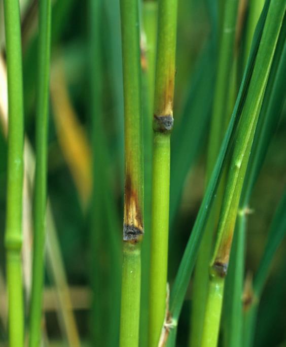 Πυρικουλάρια ρυζιού: Συμπτώματα (3) Κηλίδες