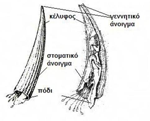 9). Τα μαλακά μέρη του οργανισμού αποτελούνται από το μανδύα, το σπλαχνικό σάκο, τα αναπνευστικά όργανα και το πόδι.