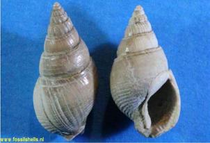 Ομοταξία: Gastropoda Τάξη: Neogastropoda Οικογένεια: Nassariidae Γένος: Νassarius Περιγραφή: Το Νassarius semistratius έχει τουρμπινοειδές όστρακο, δηλαδή κωνικό με κυρτή βάση.