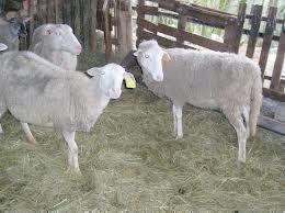 Lacaune Είναι μεγαλόσωμο πρόβατο, λευκού χρωματισμού. Το βάρος των αρσενικών κυμαίνεται μεταξύ 100 και 130kg και τα θηλυκά μεταξύ 65 και 80kg.
